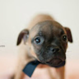 Meet your Posher, Annabelle